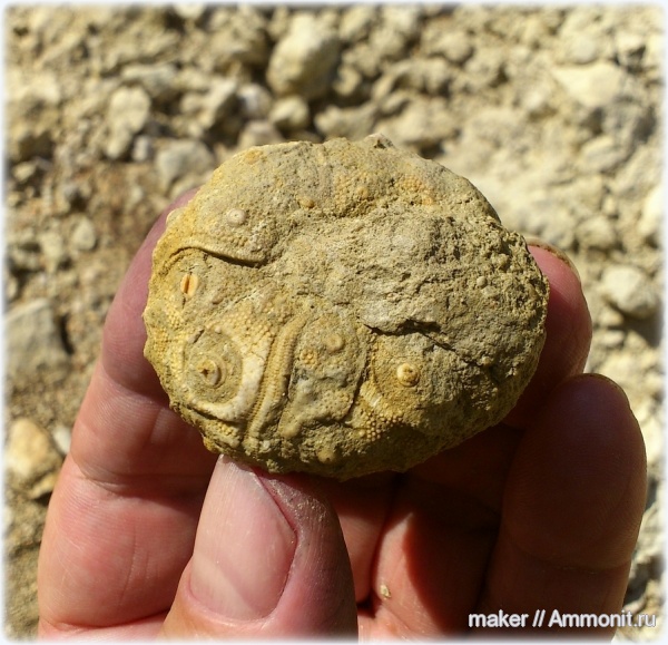 нижний мел, берриас, Крым, Северный борт Байдарской долины, Berriasian, Lower Cretaceous