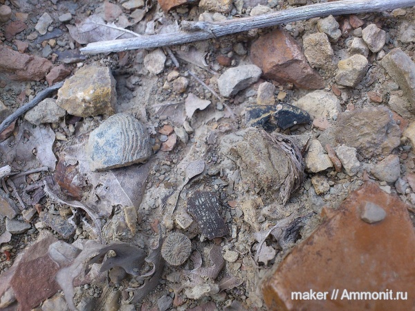 кораллы, Крым, аптихи, ринхолиты, Hadrocheilus, Байдарская долина, Tauriaptychus, Discocyathus, Aptychi, гора Кутур-Кая