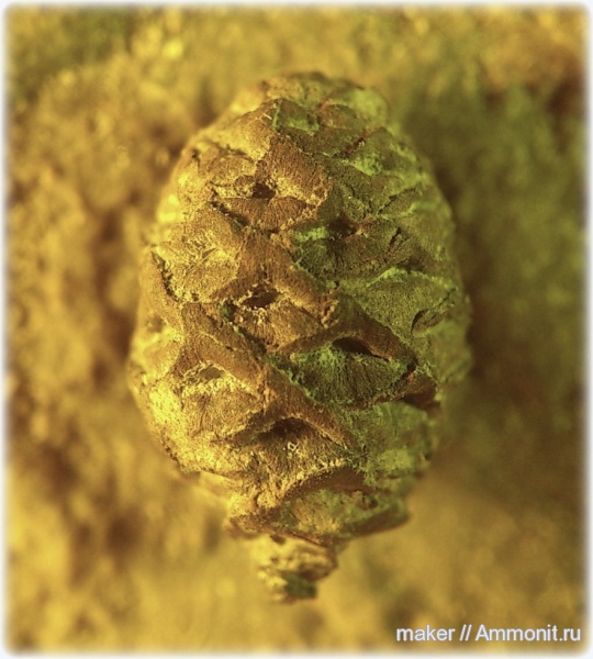 Крым, титон, шишки, Байдарская долина, Tithonian