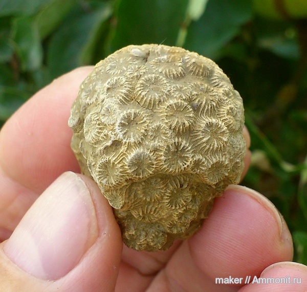 юра, кораллы, Крым, Scleractinia, Ай-Петри, Cyathopora, Jurassic