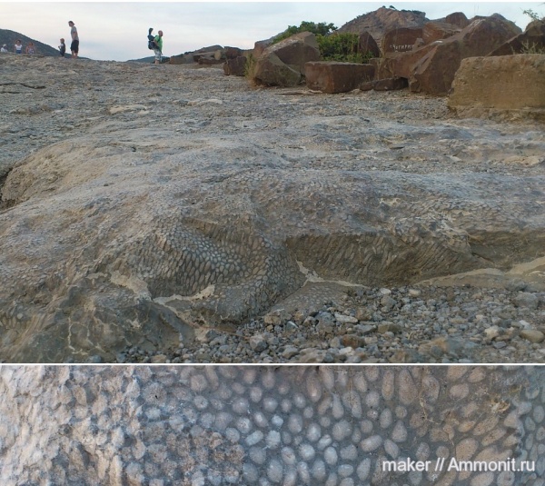 юра, кораллы, Крым, Капчик, Jurassic