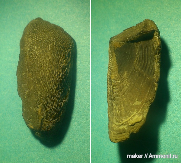 Крым, аптихи, Laevaptychus, Aptychi, Ласпи