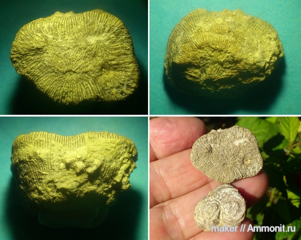 кораллы, кишечнополостные, Крым, Менестер