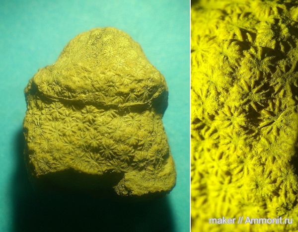 юра, кораллы, Крым, Ай-Петри, Jurassic