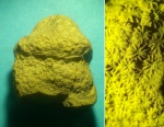 Коралловый грибок
