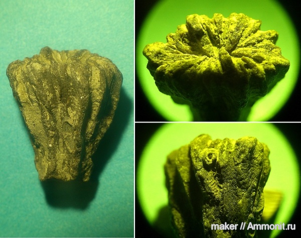 юра, кораллы, Крым, Rhipidogyra, Scleractinia, Новый Свет, Jurassic