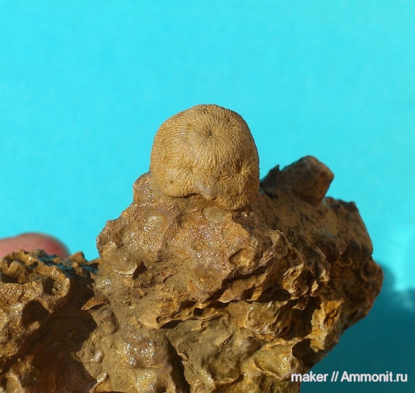 юра, кораллы, Крым, Ай-Петри, Jurassic