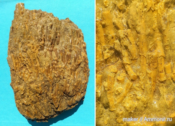 юра, кораллы, Крым, Ай-Петри, Jurassic