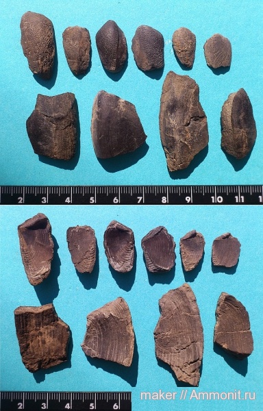 Крым, аптихи, Laevaptychus, Aptychi, Ласпи