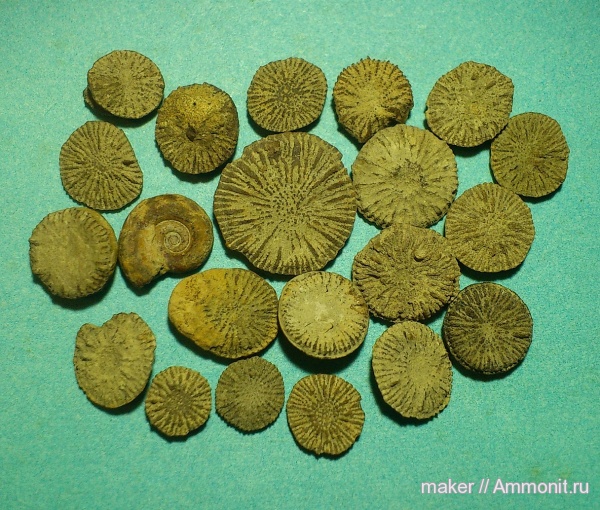 кораллы, кишечнополостные, Крым, Discocyathus, гора Кутур-Кая