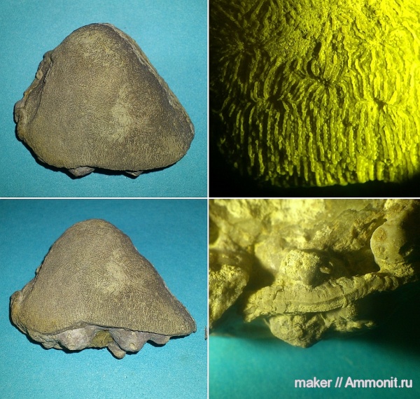 кораллы, кишечнополостные, Крым, Scleractinia, Менестер