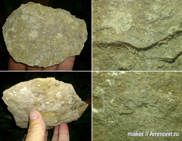 кораллы, кишечнополостные, Крым, Менестер