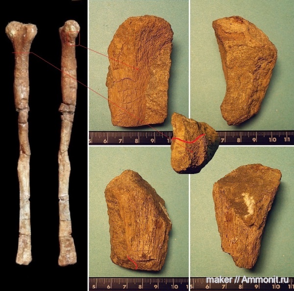 рептилии, динозавры, позвоночные, Крым, Dinosauria, Менестер