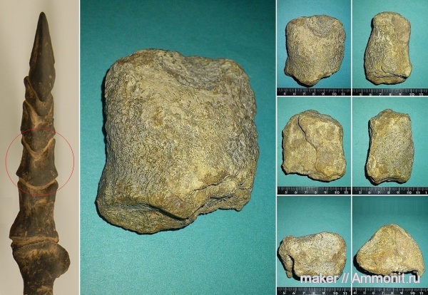 рептилии, динозавры, позвоночные, Крым, Dinosauria, Менестер