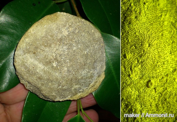 кишечнополостные, Крым, Менестер