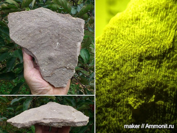 кишечнополостные, Крым, Менестер