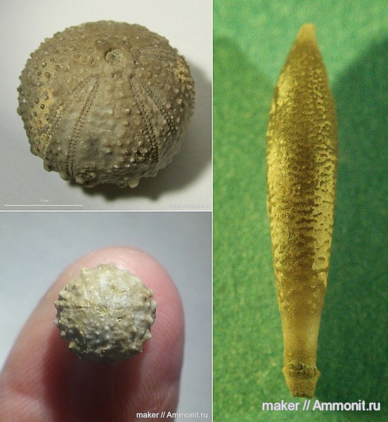 морские ежи, иглокожие, Байдарская долина