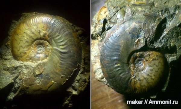 аммониты, Ammonites, Leioceras, Graphoceratidae, аален, Aalenian