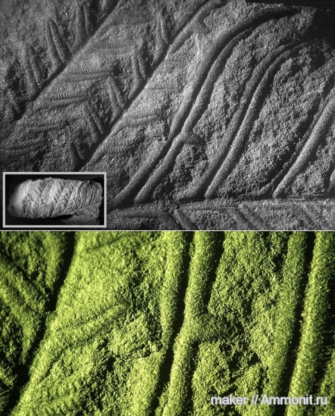 растения, Alethopteris