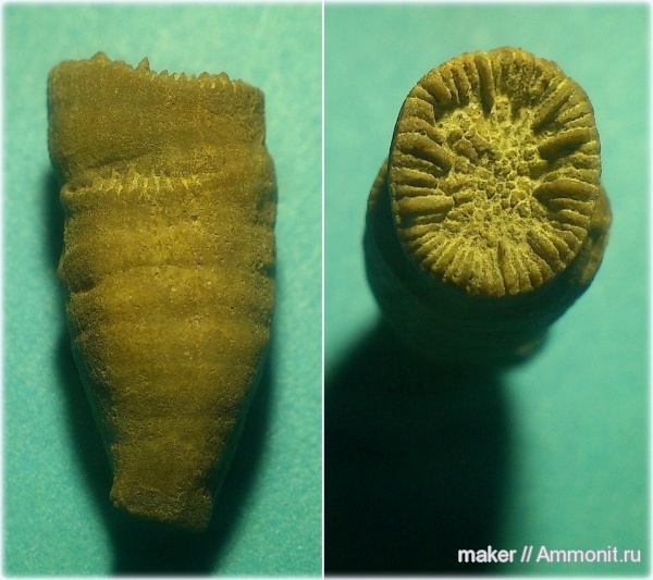 кораллы, кишечнополостные, Крым, Scleractinia, гора Кутур-Кая