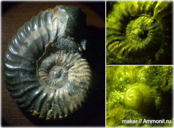 аммониты, головоногие моллюски, Deshayesites, Ammonites