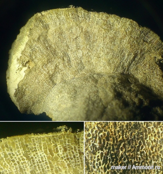 губки, берриас, Крым, Менестер, Berriasian