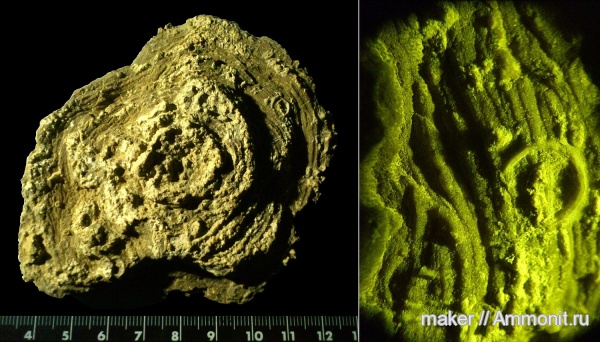 кишечнополостные, Крым, Менестер