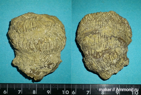 кораллы, кишечнополостные, Крым, Менестер