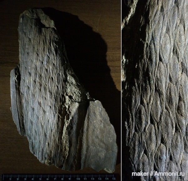 лепидодендрон, Lepidodendron