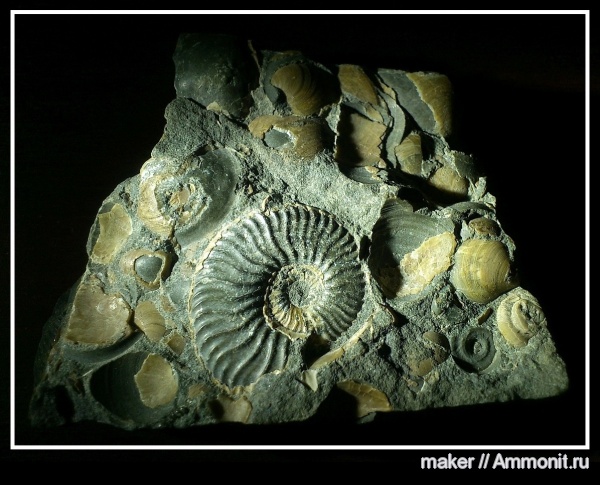 аммониты, головоногие моллюски, Deshayesites, Ammonites