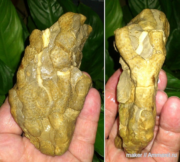 юра, кораллы, Крым, Scleractinia, Ай-Петри, Cyathophora, Jurassic