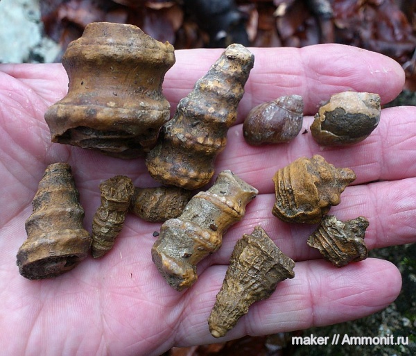 моллюски, кораллы, брюхоногие моллюски