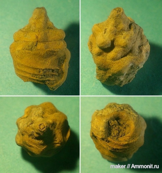 моллюски, брюхоногие моллюски, Nerinea