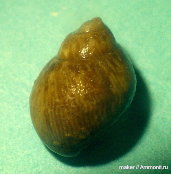 моллюски, брюхоногие моллюски, прижизненная окраска