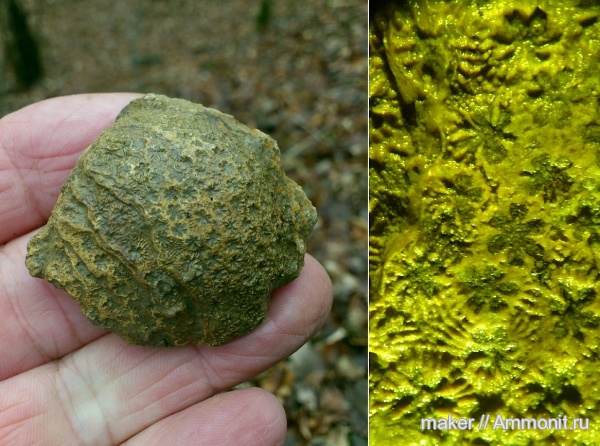 кораллы, Крым, Scleractinia, Cyathopora