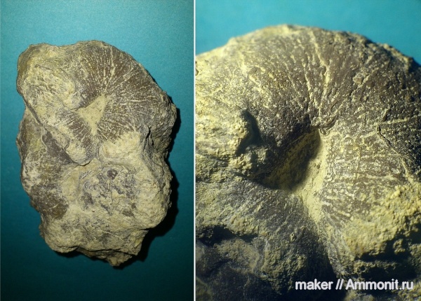 губки, берриас, Крым, Байдарская долина, Berriasian