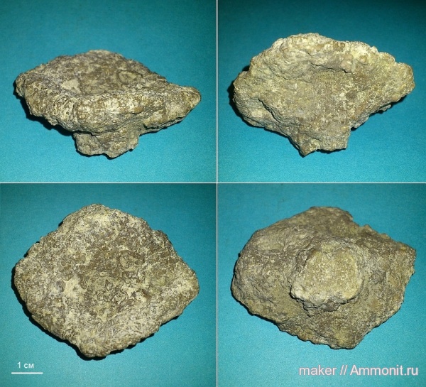 губки, берриас, Крым, Байдарская долина, Berriasian