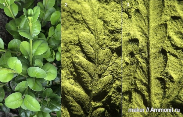 карбон, растения, птеридоспермы, Mariopteris