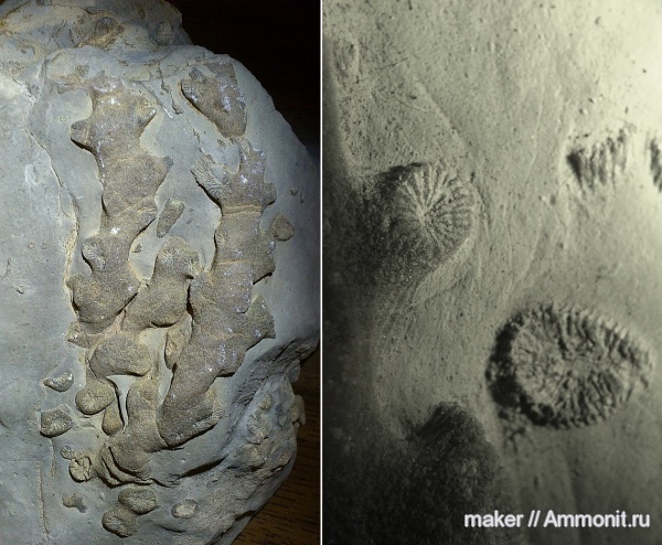 юра, кораллы, Крым, Ай-Петри, Jurassic