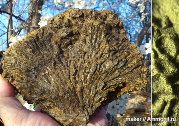 юра, кораллы, Крым, Ай-Петри, Jurassic