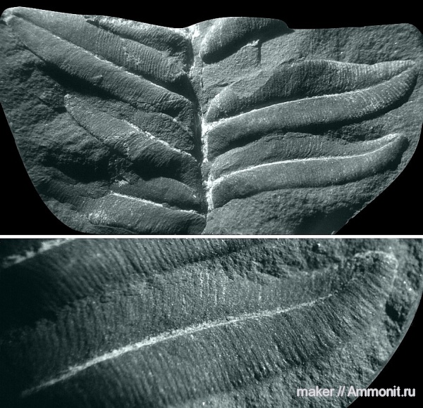 растения, Alethopteris