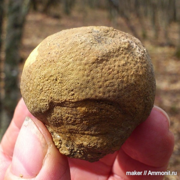 кораллы, кишечнополостные, Крым, Thamnasteria, Scleractinia, Ай-Димитрий