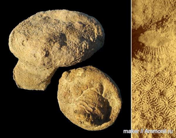 кораллы, кишечнополостные, Крым, Thamnasteria, Scleractinia, Ай-Димитрий