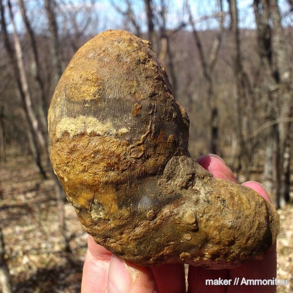 кораллы, кишечнополостные, Крым, Scleractinia, Ай-Димитрий