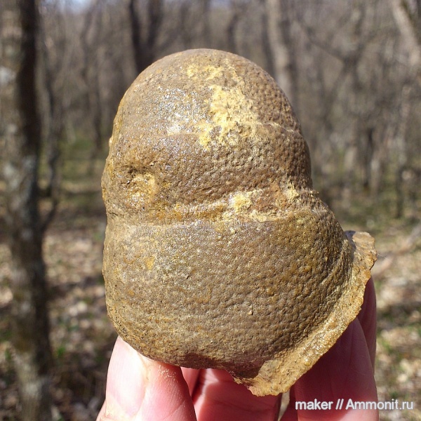 кораллы, кишечнополостные, Крым, Thamnasteria, Scleractinia, Ай-Димитрий