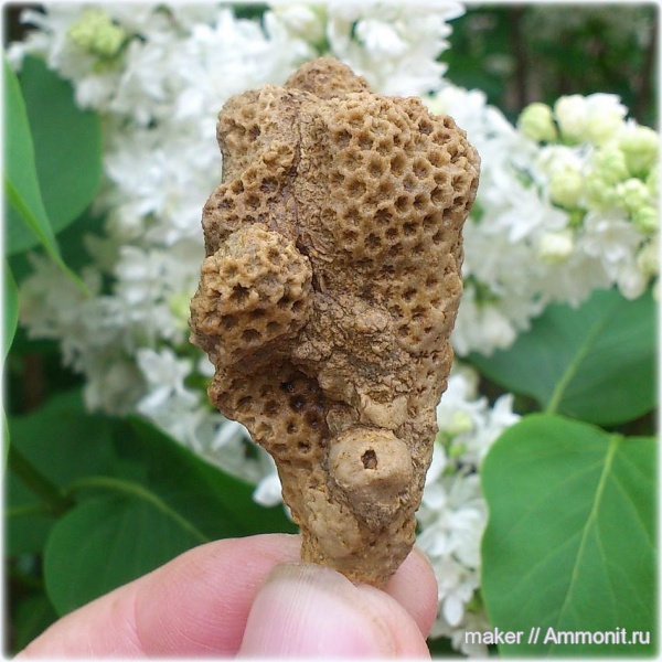 кораллы, кишечнополостные, Крым, Stylina, Scleractinia, Ай-Димитрий