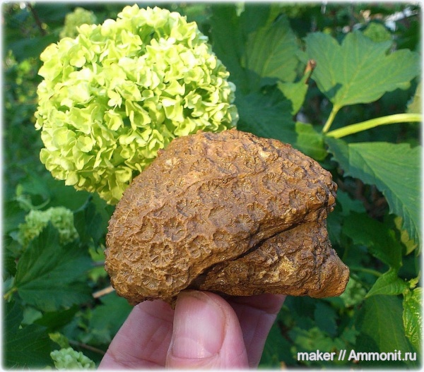 кораллы, кишечнополостные, Крым, Stylina, Scleractinia, Ай-Димитрий