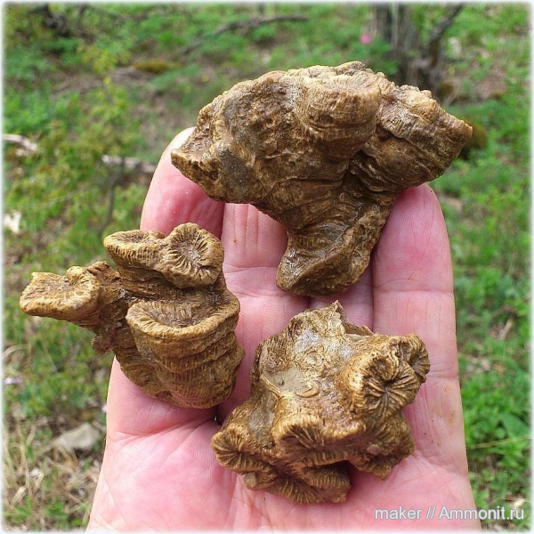 кораллы, кишечнополостные, Крым, Scleractinia, Ай-Димитрий, montlivaltiidae, latiphyllia