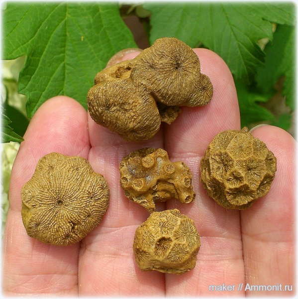 кораллы, кишечнополостные, Крым, Scleractinia, Ай-Димитрий, Fungiastraea, Latiastraea, Stylosmilia