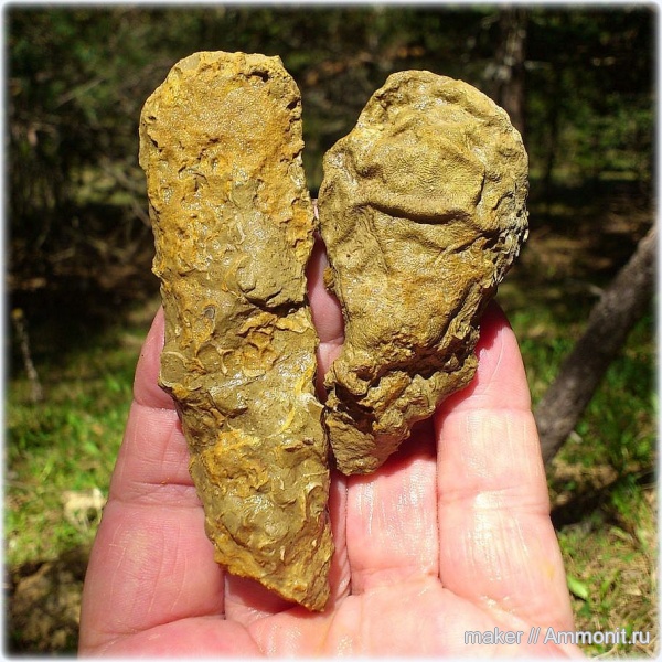 юра, кораллы, Scleractinia, Ай-Петри, Microphyllia, Jurassic